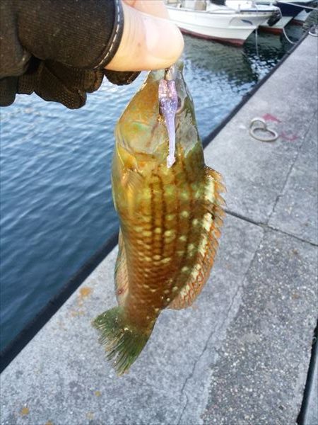 アジの入れ食い堪能
