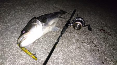 シーバスゲット