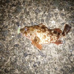 沼島のライトゲーム2日目