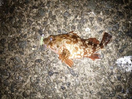 沼島のライトゲーム2日目