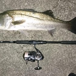 シーバスキャッチ