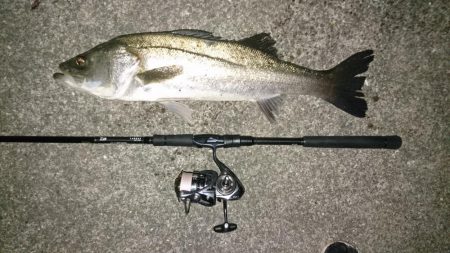 シーバスキャッチ