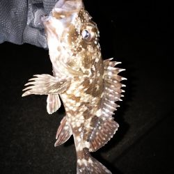 久しぶりの暖かい夜