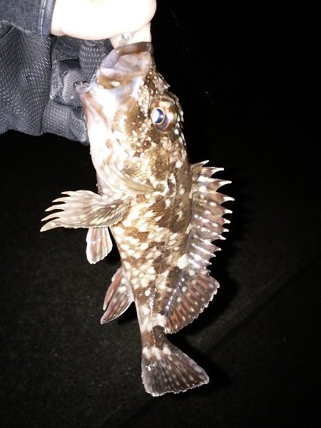 久しぶりの暖かい夜