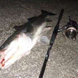 シーバスキャッチ