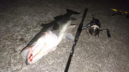 シーバスキャッチ