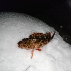 ヤリイカ狙いで……