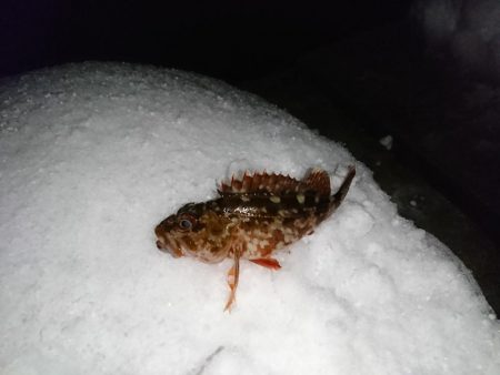 ヤリイカ狙いで……