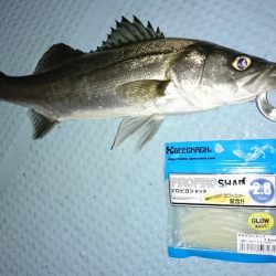 ボートシーバス