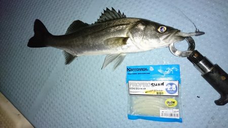 ボートシーバス