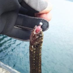 ギンポング！？