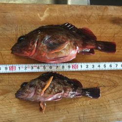 極寒のガシラ釣り