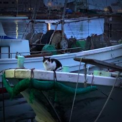 ★メバリング★