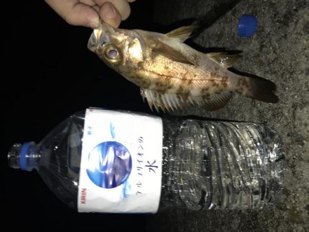 過去最高のメバリング