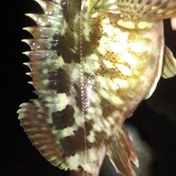 初釣りもガシラ調査