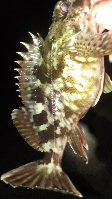 初釣りもガシラ調査