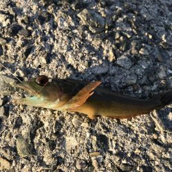 ニュータックルで初釣り。