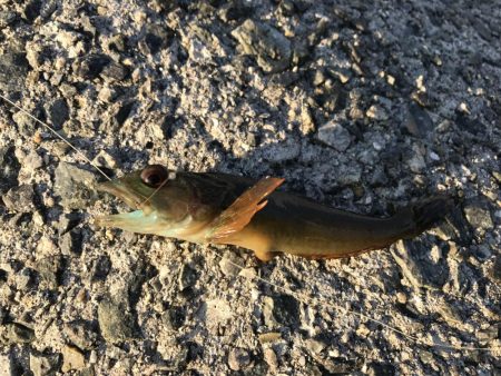 ニュータックルで初釣り。