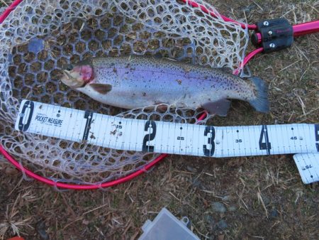 久しぶりの開成釣行は爆釣！