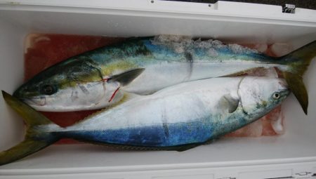 第二美丸　ブリ狙いで初出港