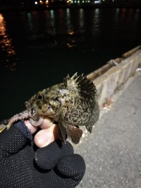 かもめ大橋＆フェリーターミナル