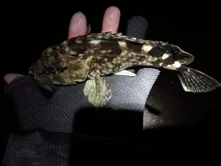 南港かもめ大橋のヘチ釣り（寒さに負けずにやってますｗ）