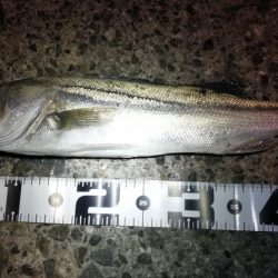 懲りずにヘチ釣りへ(フェリーターミナル)