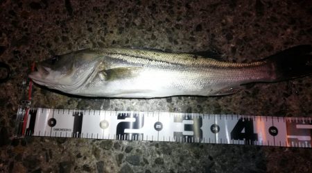 懲りずにヘチ釣りへ（フェリーターミナル）