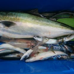 第二美丸　ブリ狙い