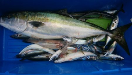 第二美丸　ブリ狙い