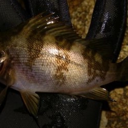 爆風メバリング