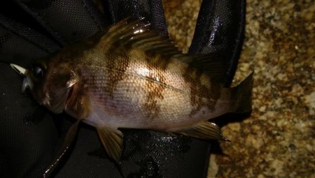 爆風メバリング