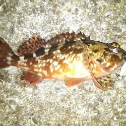 雪後初のライトゲーム