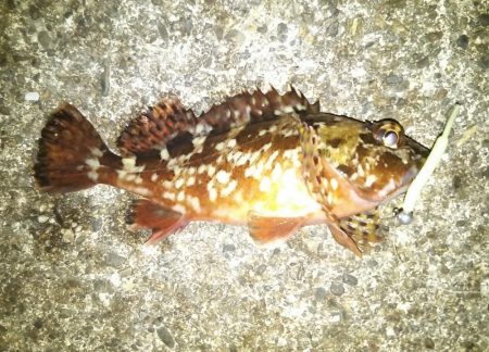 雪後初のライトゲーム