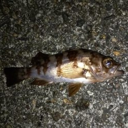 ライトゲームランガン