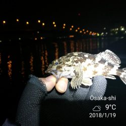 ヘチ釣りinかもめ大橋～寒さ緩んだかもめ大橋釣行