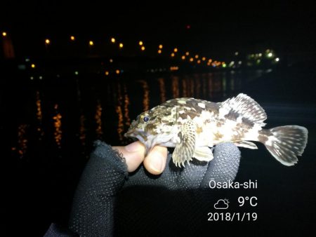 ヘチ釣りinかもめ大橋～寒さ緩んだかもめ大橋釣行