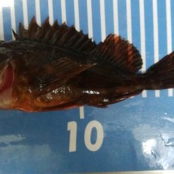 コンディションいいのに！