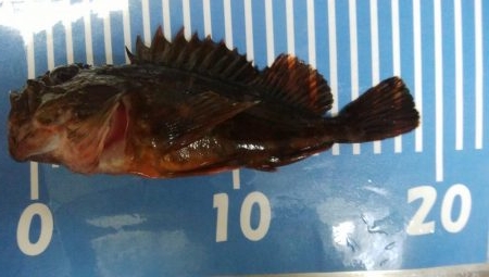 コンディションいいのに！