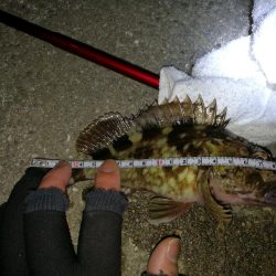 ヘチ釣りinかもめ大橋(風無し、でも極寒のカモメ釣行)