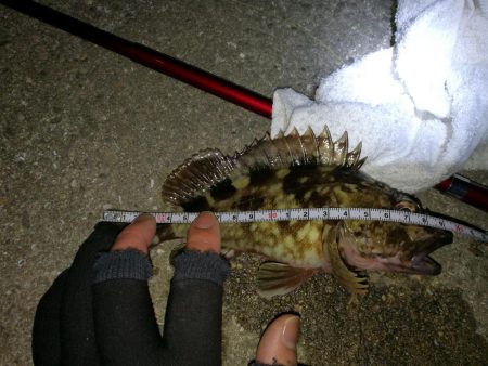 ヘチ釣りinかもめ大橋（風無し、でも極寒の…