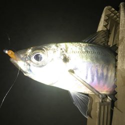 アジング 釣り納め