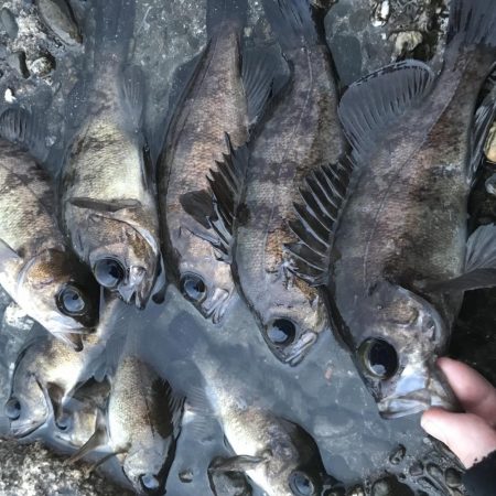 雨降りメバリング！