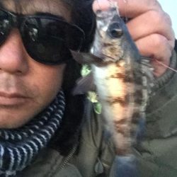 ふれーゆ裏の釣り場へ行ってきました。