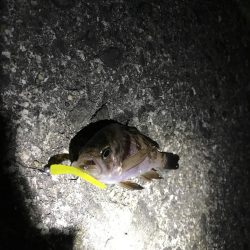 極寒メバリング