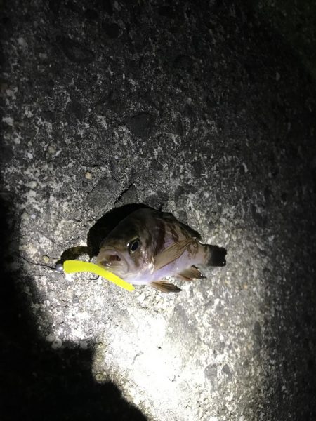 極寒メバリング