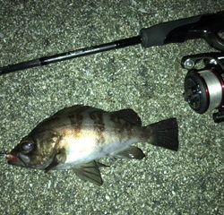 凪のメバリング釣行