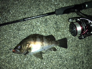 凪のメバリング釣行