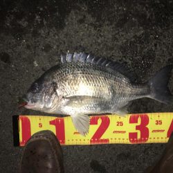 チニング絶好調！！