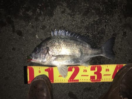 チニング絶好調！！